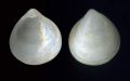 Diplodonta&nbsp;trigona